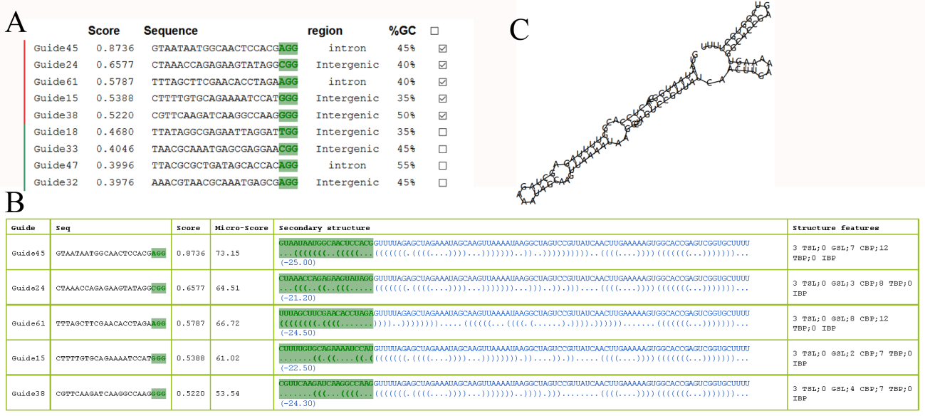 Figure 5. Process of advanced selection of sgRNA