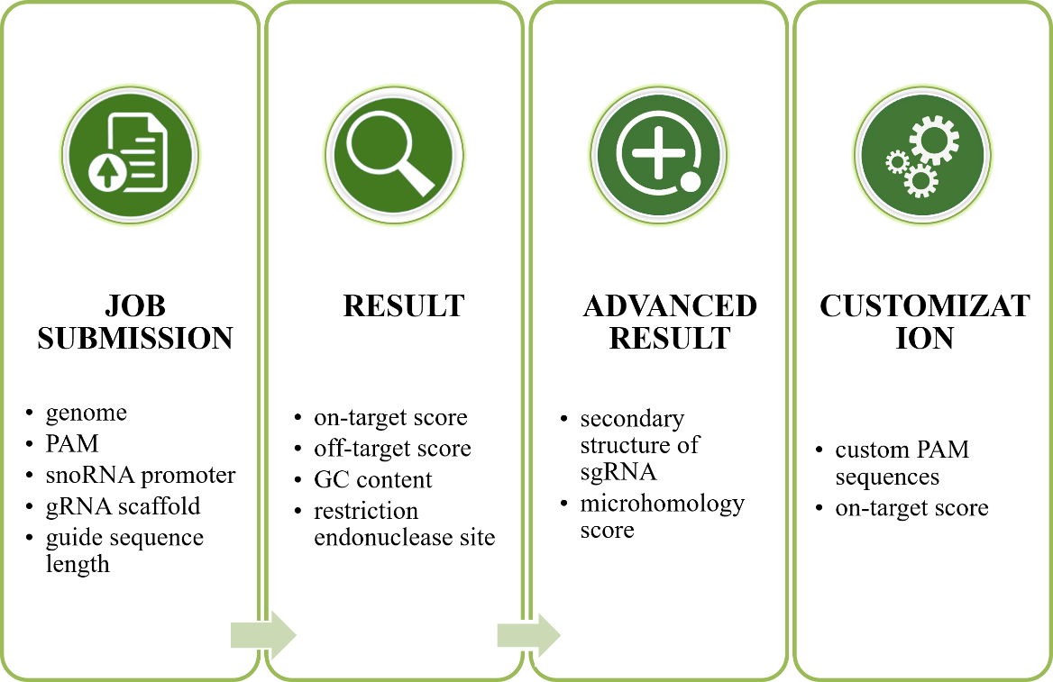 Figure 1. The overall procedure of sgRNA guide design using CRISPR-P 2.0