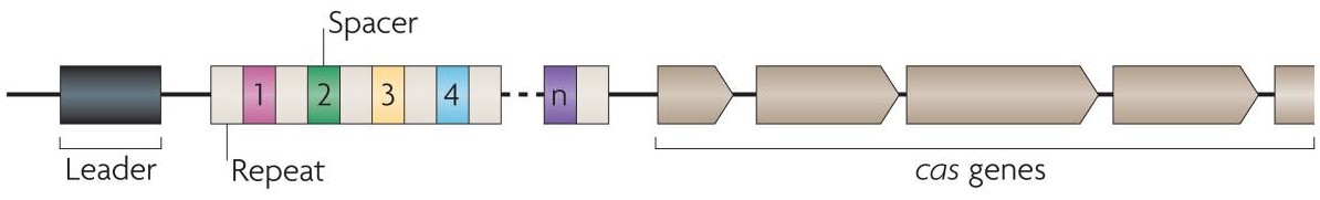 CRISPR interference: RNA-directed adaptive immunity in bacteria and       archaea