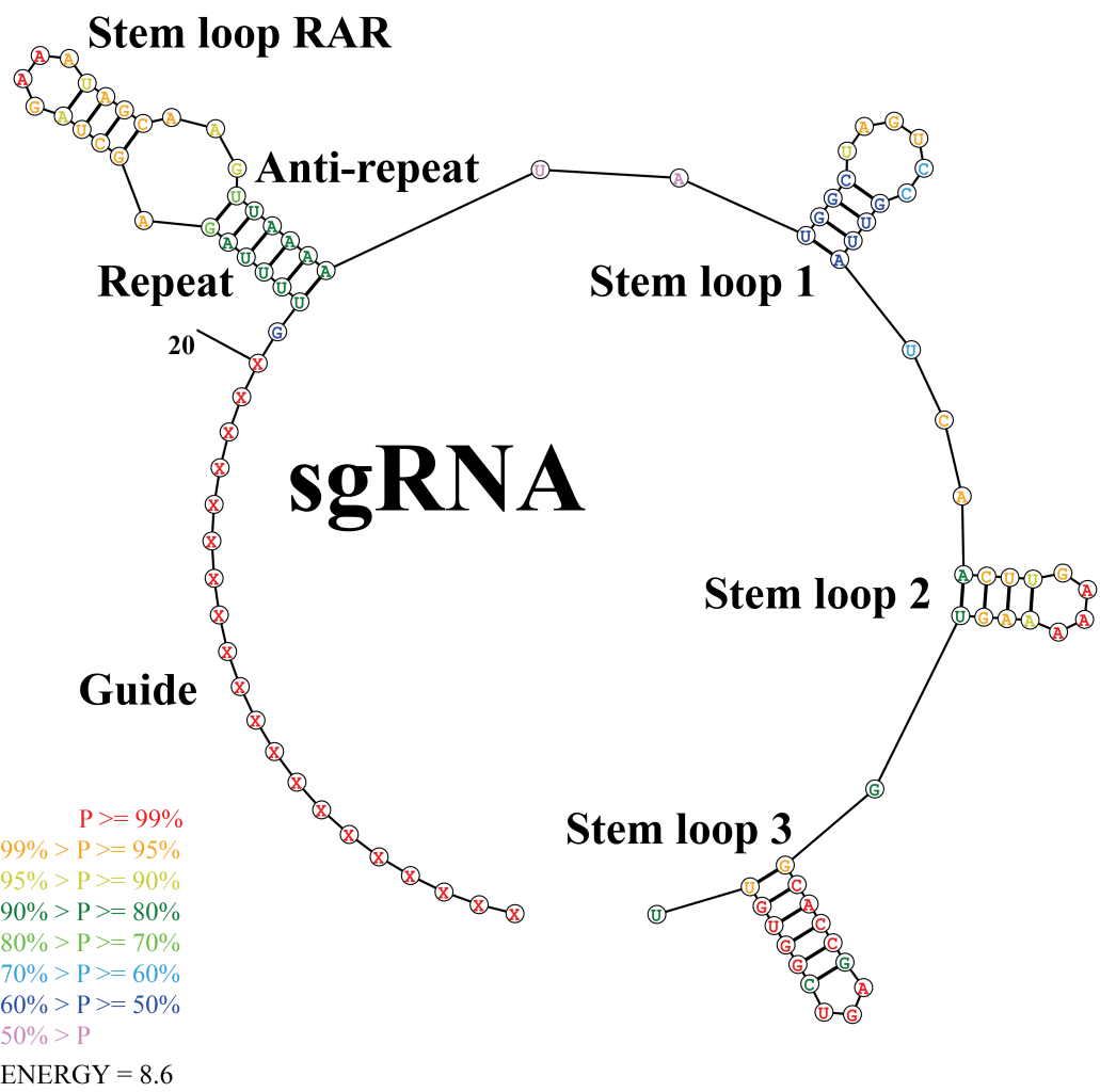 Figure 4. Schematic representation of the sgRNA secondary structure